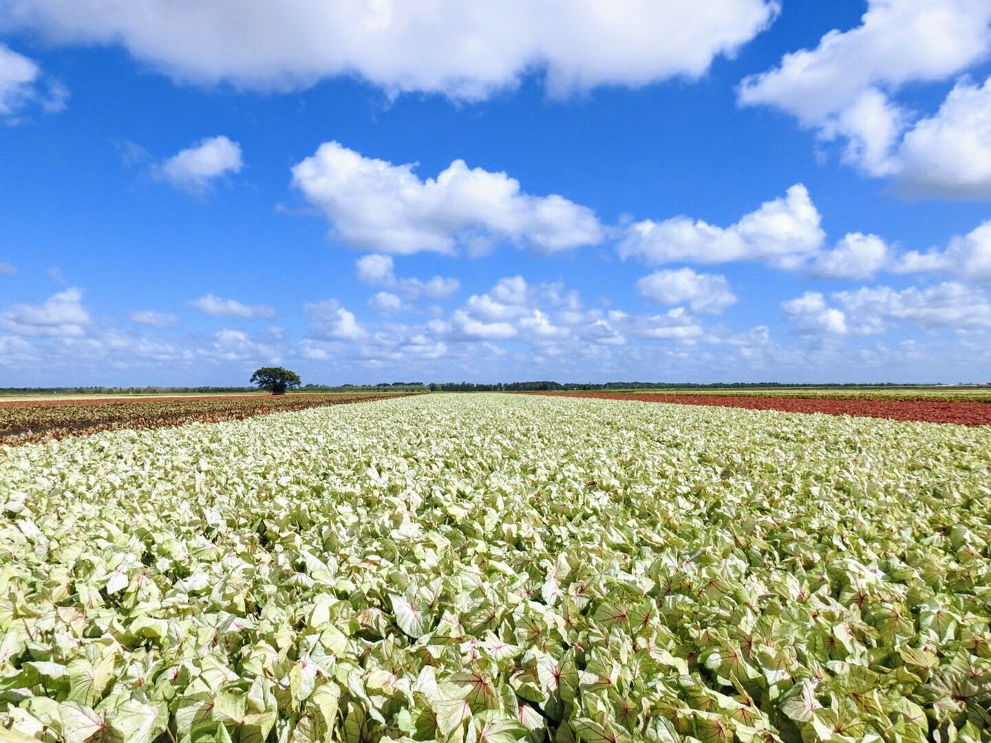 A vast field of crops under a clear blue sky with scattered clouds.