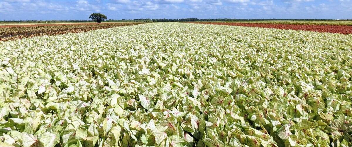 A vast field of crops under a clear blue sky with scattered clouds.