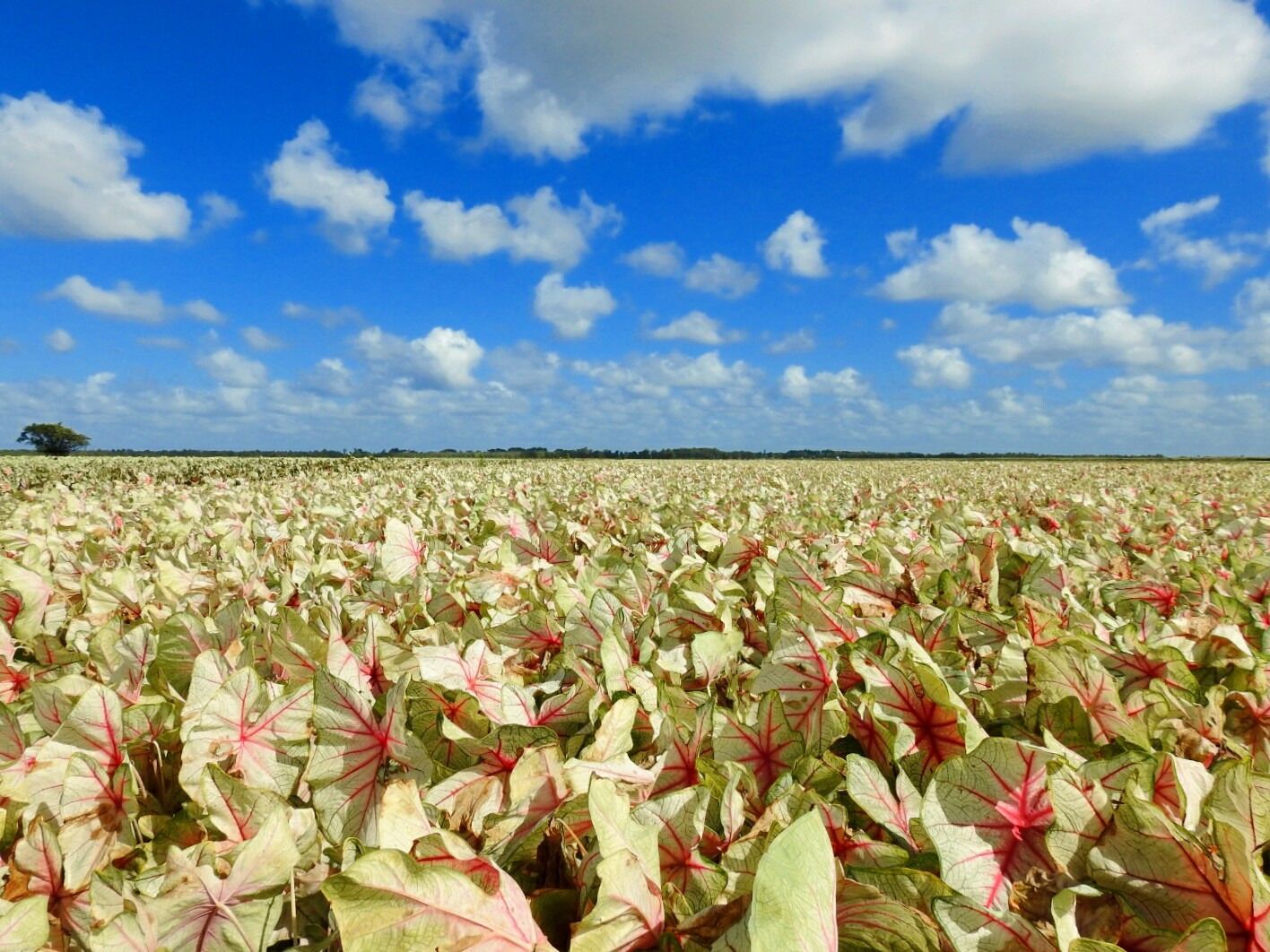 These a caladiums, a bulb crop grown for its colorful foliage in brilliant shades of reds, pinks, and whites.

A vista that can only be taken in by traveling to Lake Placid, Florida - "The Caladium Capital of the World".

There are hundreds and hundreds of acres grown at Bates Sons AND Daughters. 

If you visit in late summer, before the fall harvest, you can appreciate all this color in person.

#Trovember
