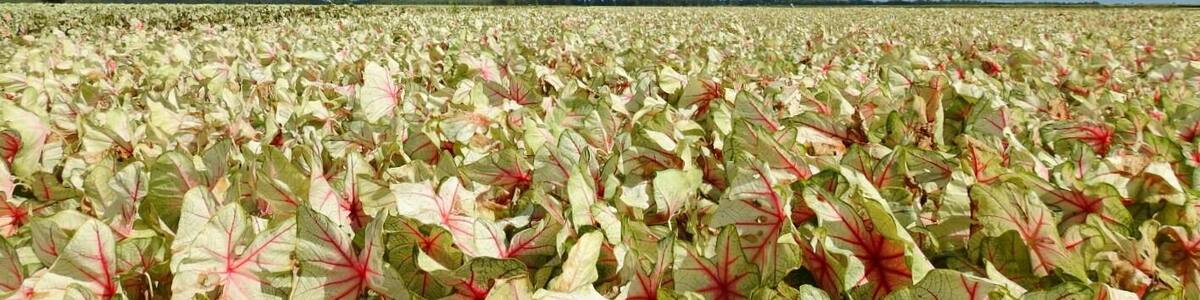 These a caladiums, a bulb crop grown for its colorful foliage in brilliant shades of reds, pinks, and whites.
A vista that can only be taken in by traveling to Lake Placid, Florida - "The Caladium Capital of the World".
There are hundreds and hundreds of acres grown at Bates Sons AND Daughters.
If you visit in late summer, before the fall harvest, you can appreciate all this color in person.
#Trovember