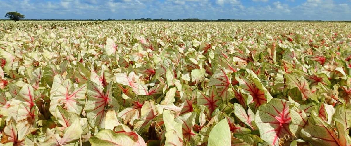 These a caladiums, a bulb crop grown for its colorful foliage in brilliant shades of reds, pinks, and whites.
A vista that can only be taken in by traveling to Lake Placid, Florida - "The Caladium Capital of the World".
There are hundreds and hundreds of acres grown at Bates Sons AND Daughters. 
If you visit in late summer, before the fall harvest, you can appreciate all this color in person.
#Trovember