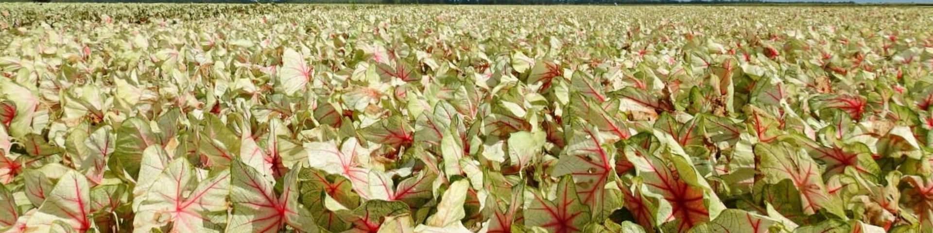 These a caladiums, a bulb crop grown for its colorful foliage in brilliant shades of reds, pinks, and whites.
A vista that can only be taken in by traveling to Lake Placid, Florida - "The Caladium Capital of the World".
There are hundreds and hundreds of acres grown at Bates Sons AND Daughters.
If you visit in late summer, before the fall harvest, you can appreciate all this color in person.
#Trovember