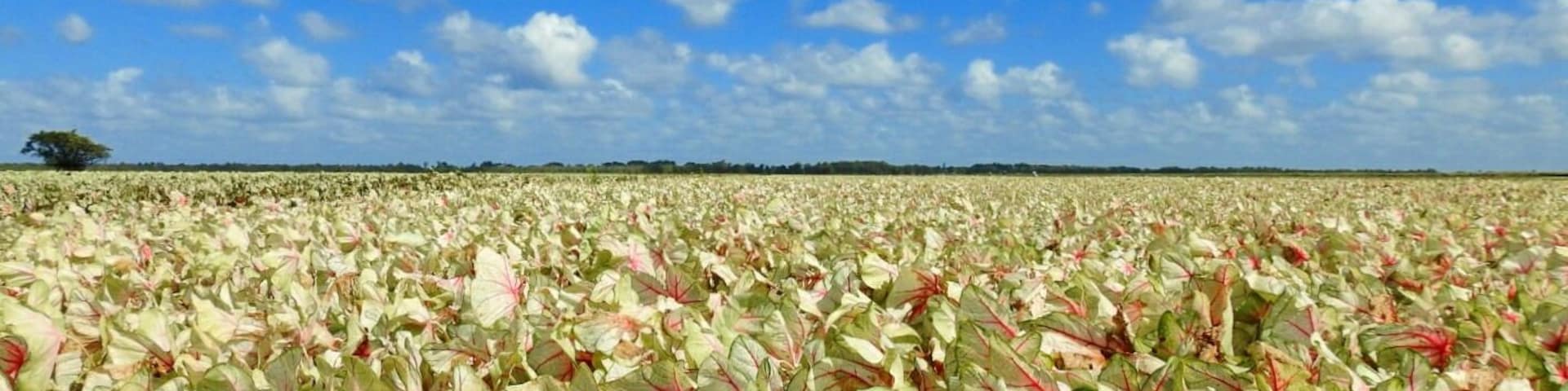 These a caladiums, a bulb crop grown for its colorful foliage in brilliant shades of reds, pinks, and whites.
A vista that can only be taken in by traveling to Lake Placid, Florida - "The Caladium Capital of the World".
There are hundreds and hundreds of acres grown at Bates Sons AND Daughters.
If you visit in late summer, before the fall harvest, you can appreciate all this color in person.
#Trovember