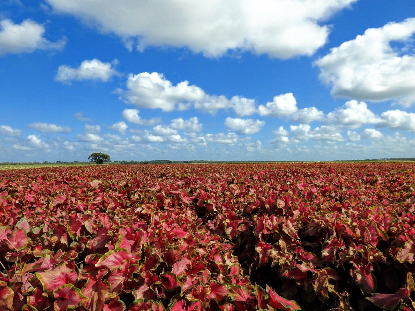 These a caladiums, a bulb crop grown for its colorful foliage in brilliant shades of reds, pinks, and whites.

A vista that can only be taken in by traveling to Lake Placid, Florida - "The Caladium Capital of the World".

There are hundreds and hundreds of acres grown at Bates Sons AND Daughters. 

If you visit in late summer, before the fall harvest, you can appreciate all this color in person.

#Trovember