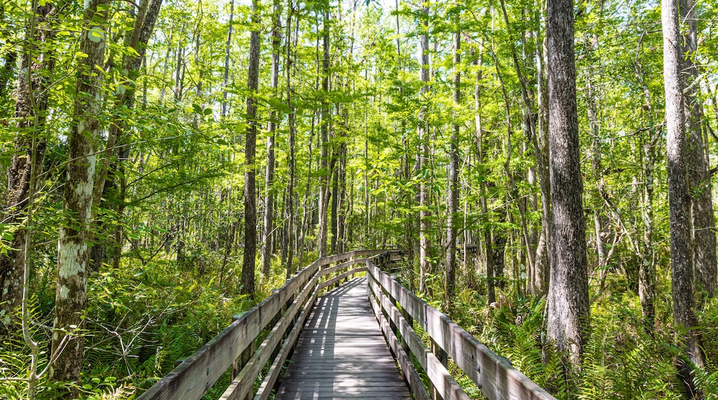 Boardwalk Trail Through Bald Cypress Forest, Six Mile Cypress Slough Preserve, Fort Myers, Florida, USA