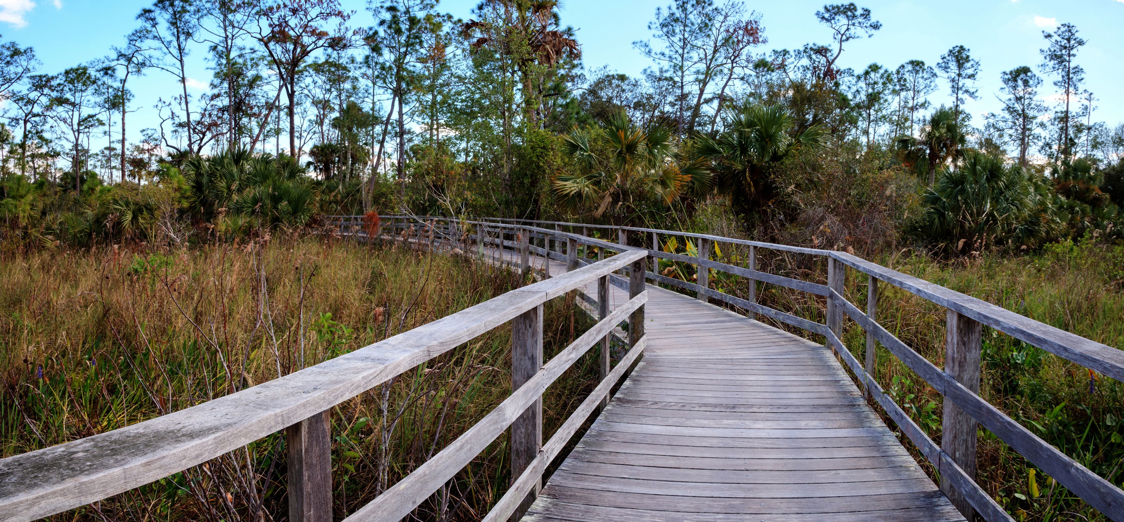 Boardwalk path at Corkscrew Swamp Sanctuary in Naples