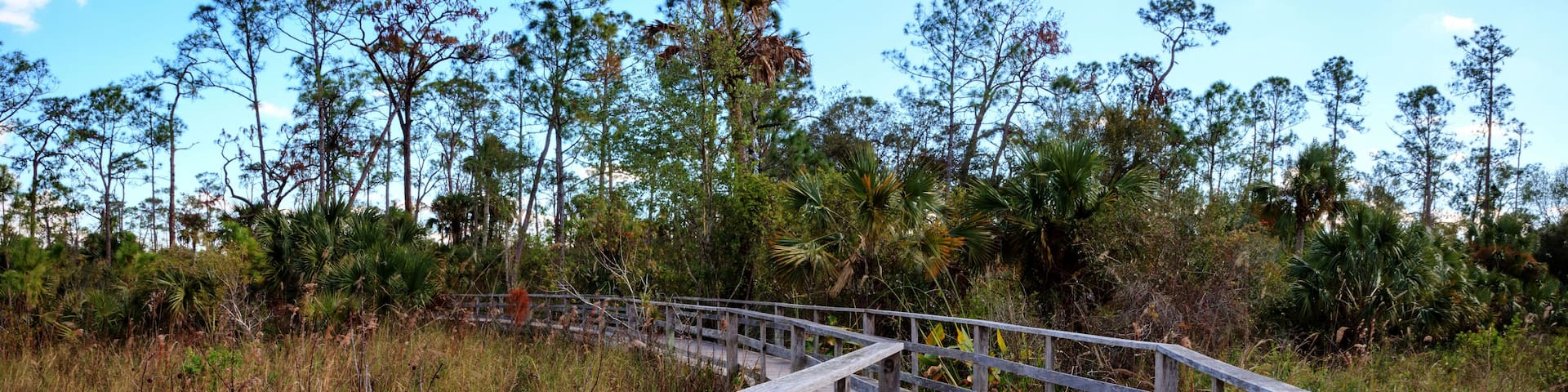 A wooden boardwalk through a dense forest with tall trees and undergrowth.