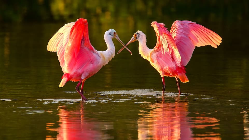 Two pink flamingos in a shallow body of water with reflections.