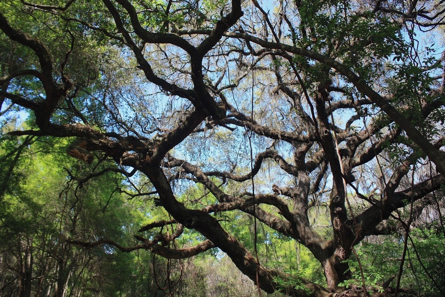 One of Gainesville's newly discovered secrets, the la chua trail. This oak greets you as you take in the sights leading up to the trail.