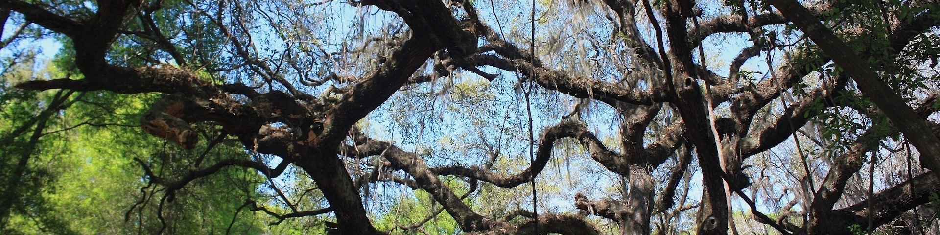 One of Gainesville's newly discovered secrets, the la chua trail. This oak greets you as you take in the sights leading up to the trail.