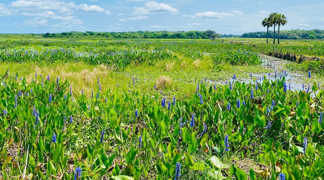 Payne’s Prairie and blue sky