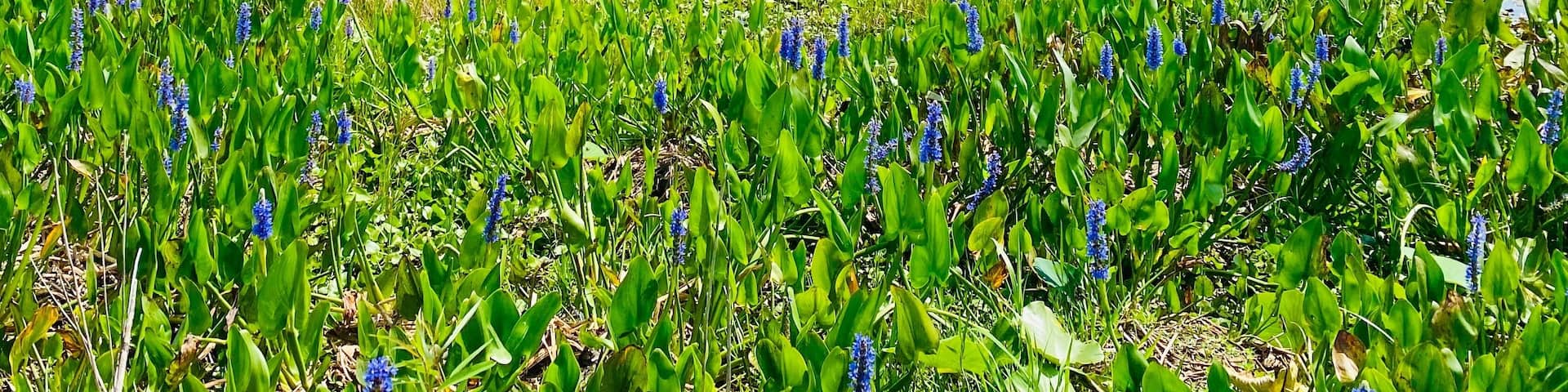 Payne’s Prairie and blue sky