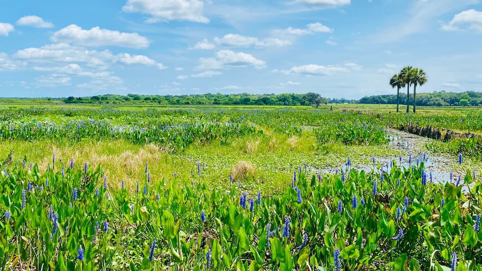 A lush wetland with water lilies and blue flowers, a clear sky, and distant trees.