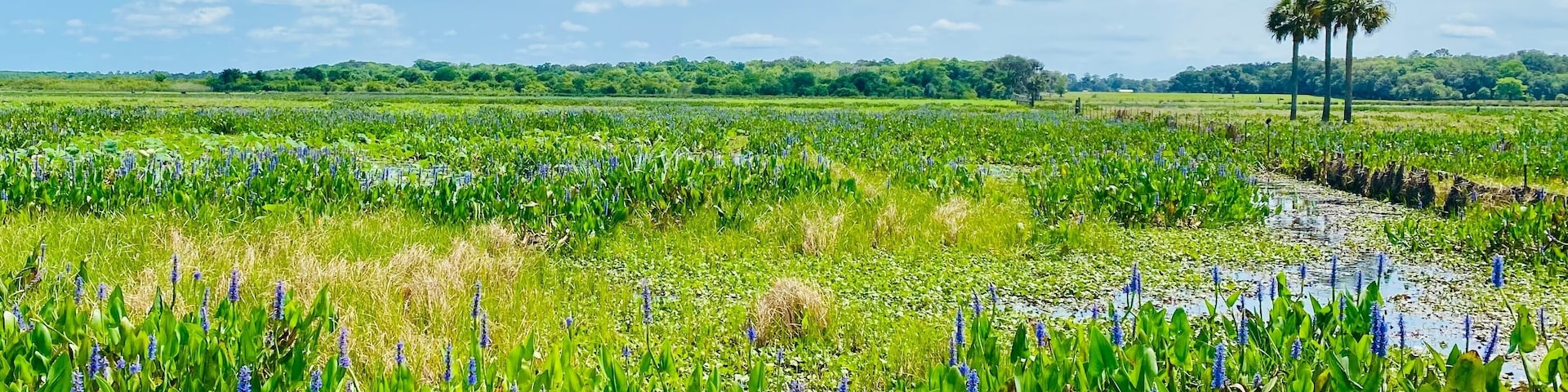 Payne’s Prairie and blue sky