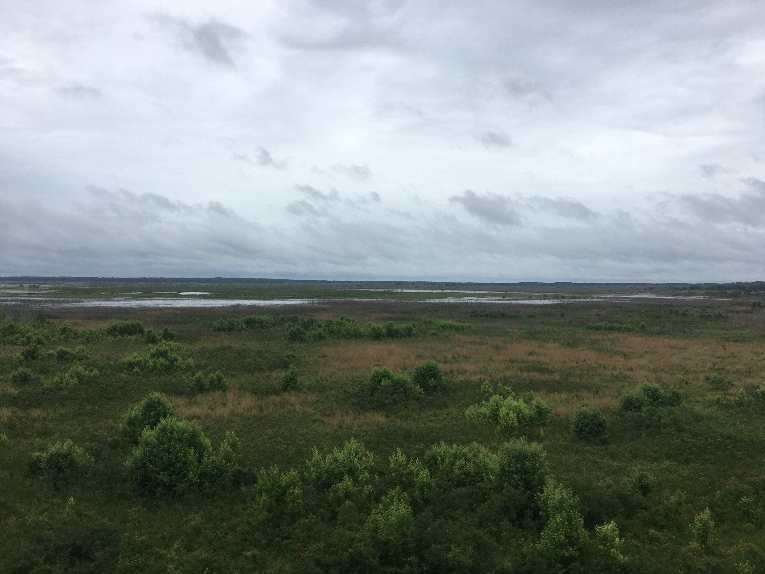 This was taken from the Observation Tower in Paynes Prairie Preserve State Park near Gainesville. On a good day you can see deer, bison, and wild horses! 
