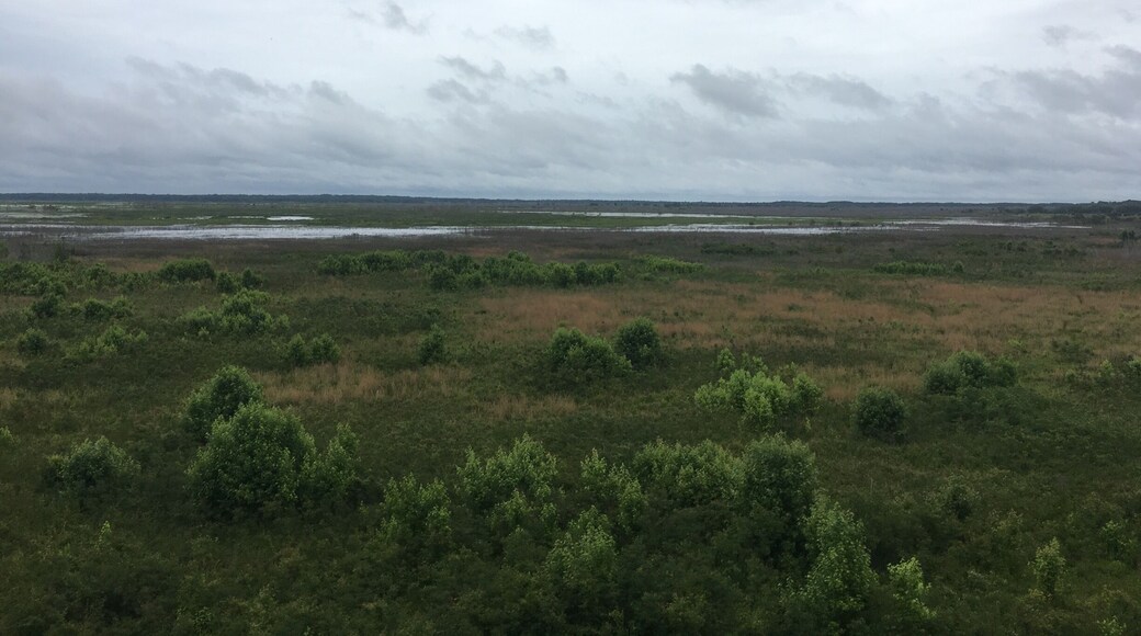 This was taken from the Observation Tower in Paynes Prairie Preserve State Park near Gainesville. On a good day you can see deer, bison, and wild horses!