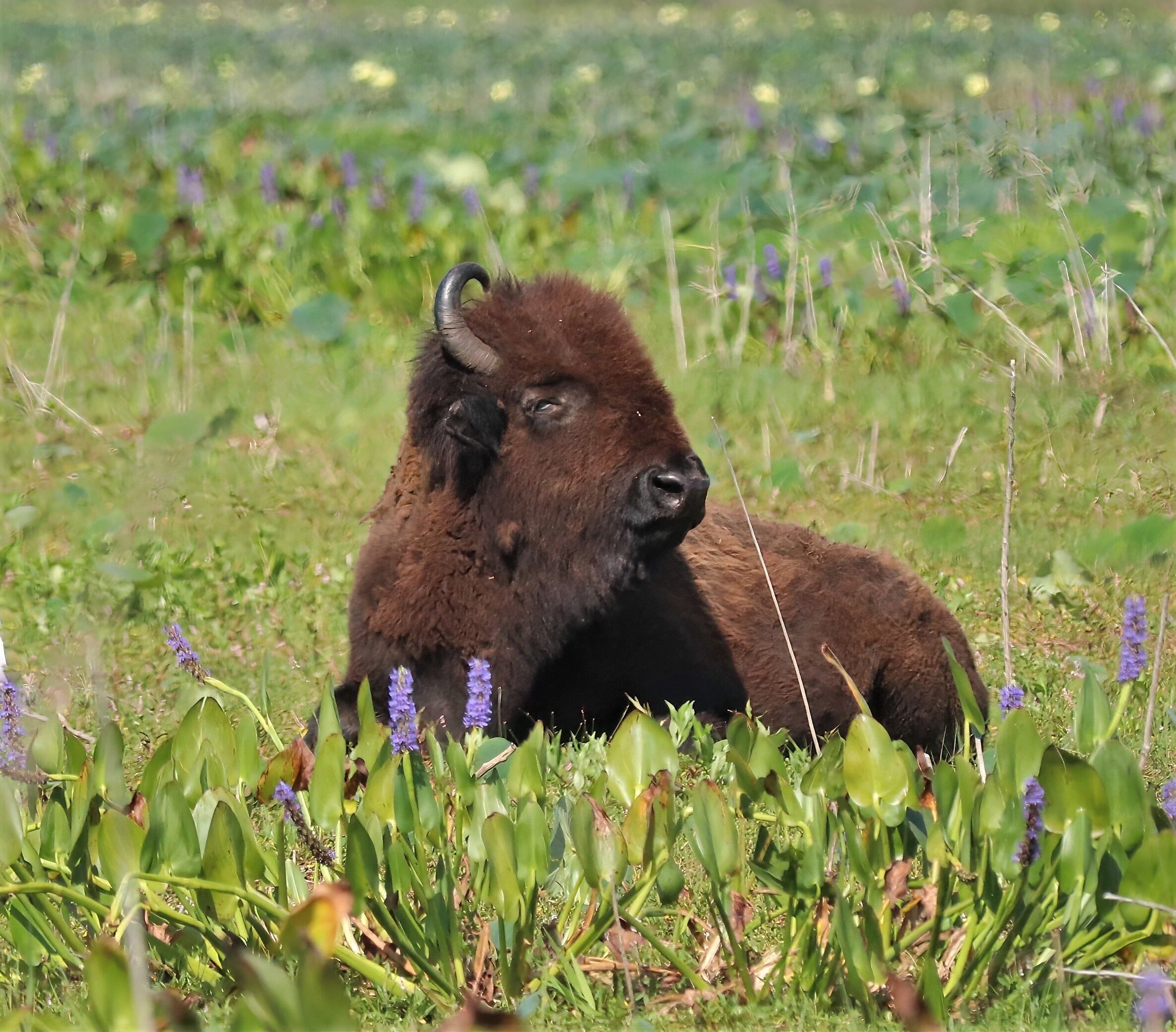 American Bison at Paynes Prairie Preserve State Park Gainesvile Micanopy Florida Native Species