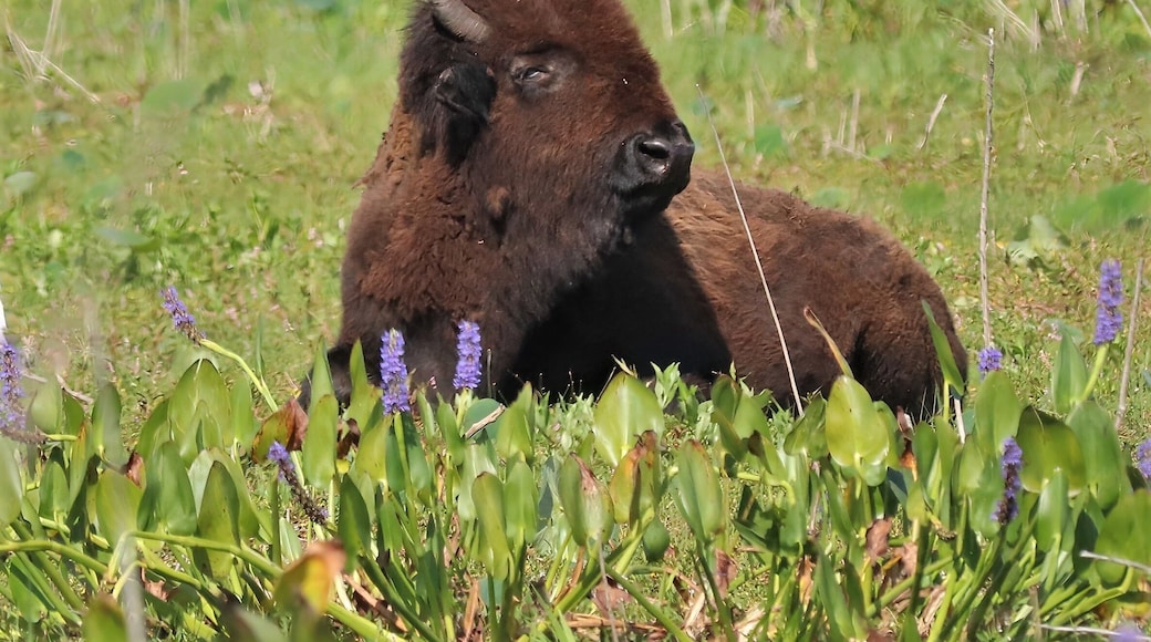 American Bison at Paynes Prairie Preserve State Park Gainesvile Micanopy Florida Native Species