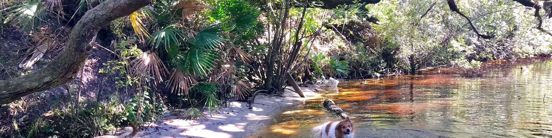 Nice trail for people dogs and horses. Lots of sand burrs getting stuck in pups paws though