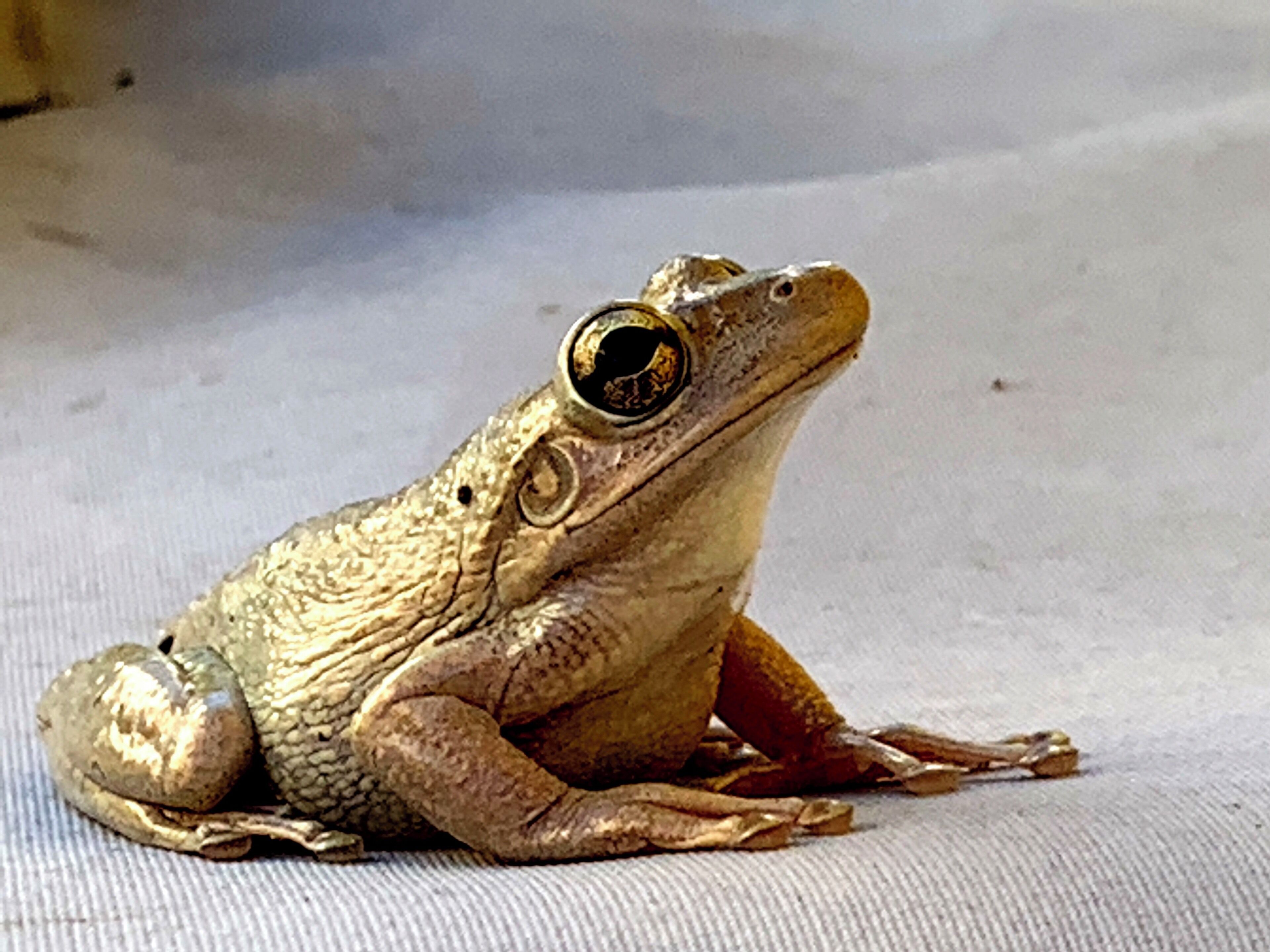 While #RiverviewFL is a suburb experiencing huge growth, wildlife is returning to #WinthropVillage. This is a great reminder to stop and look at things around you.