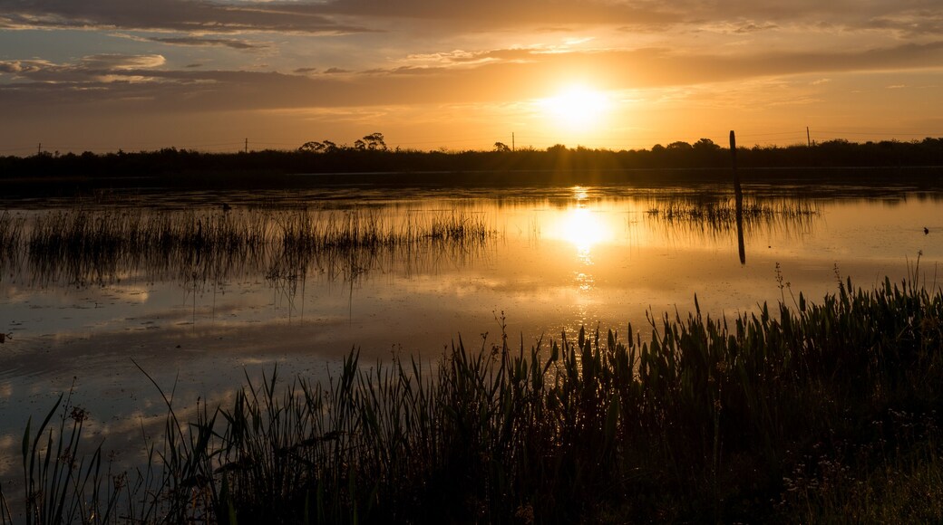 Beautiful morning in Viera Wetlands Park with palms and cloudy sky.
