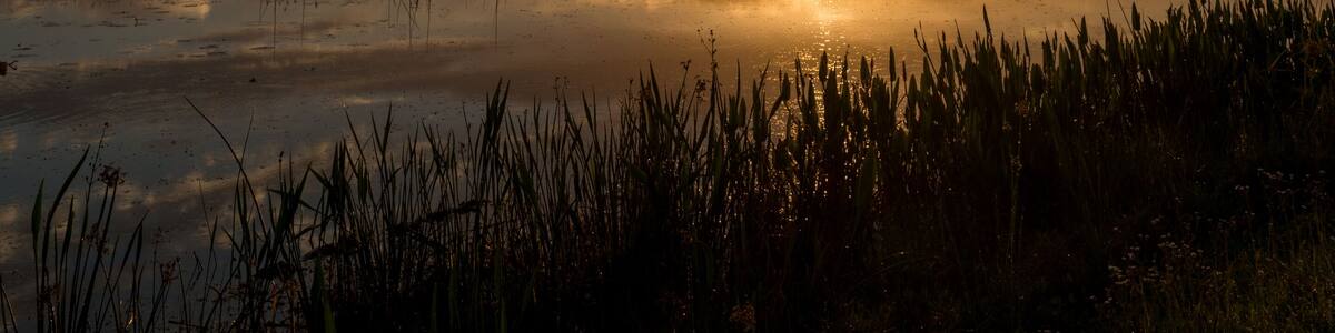 Beautiful morning in Viera Wetlands Park with palms and cloudy sky.