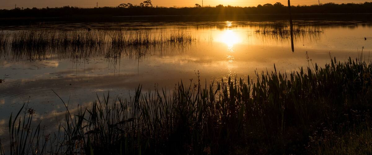 Beautiful morning in Viera Wetlands Park with palms and cloudy sky.
