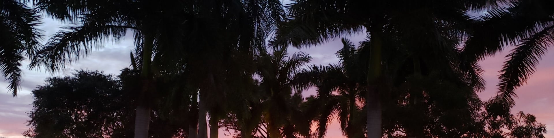 Um pôr do sol sobre um parque com palmeiras e um corpo d'água.
