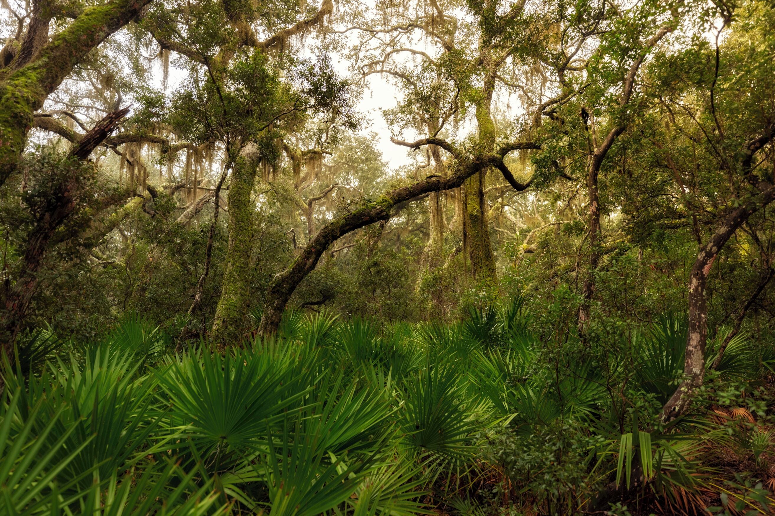 A dense forest with moss-covered trees and lush green ferns.