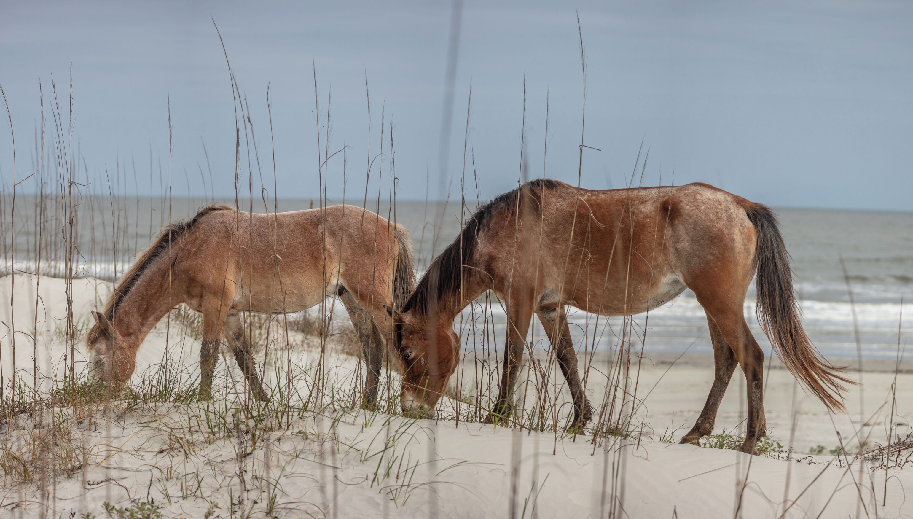 Two horses grazing on a beach with the ocean in the background.