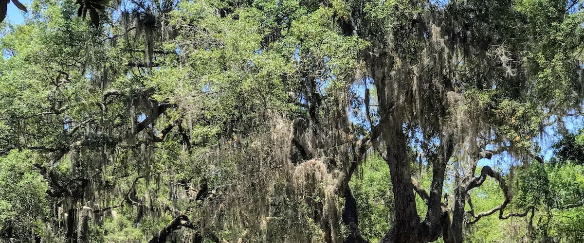 The wild horses of Cumberland Island in Georgia