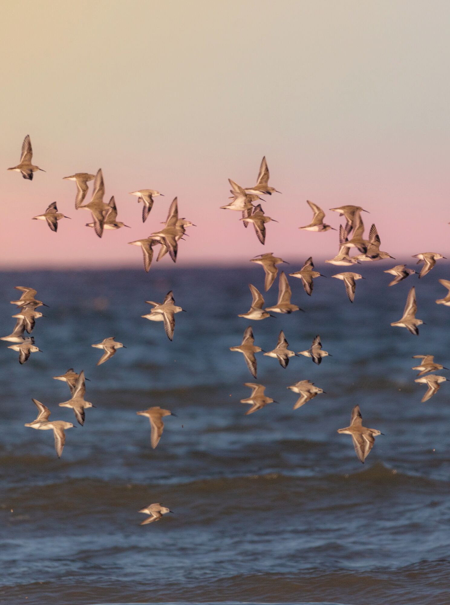 So many shore birds!