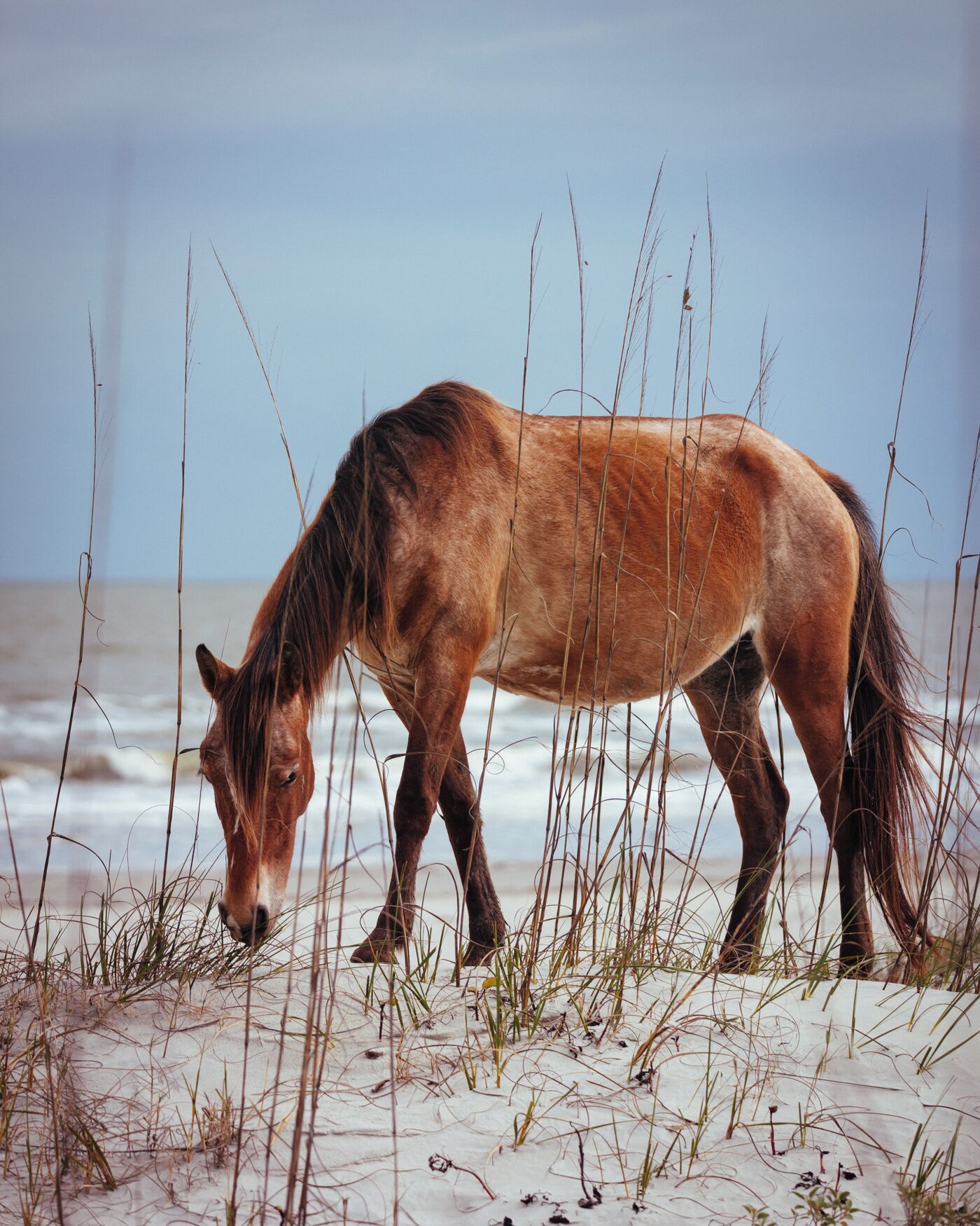 A horse grazing on a beach with sand and sparse grass.