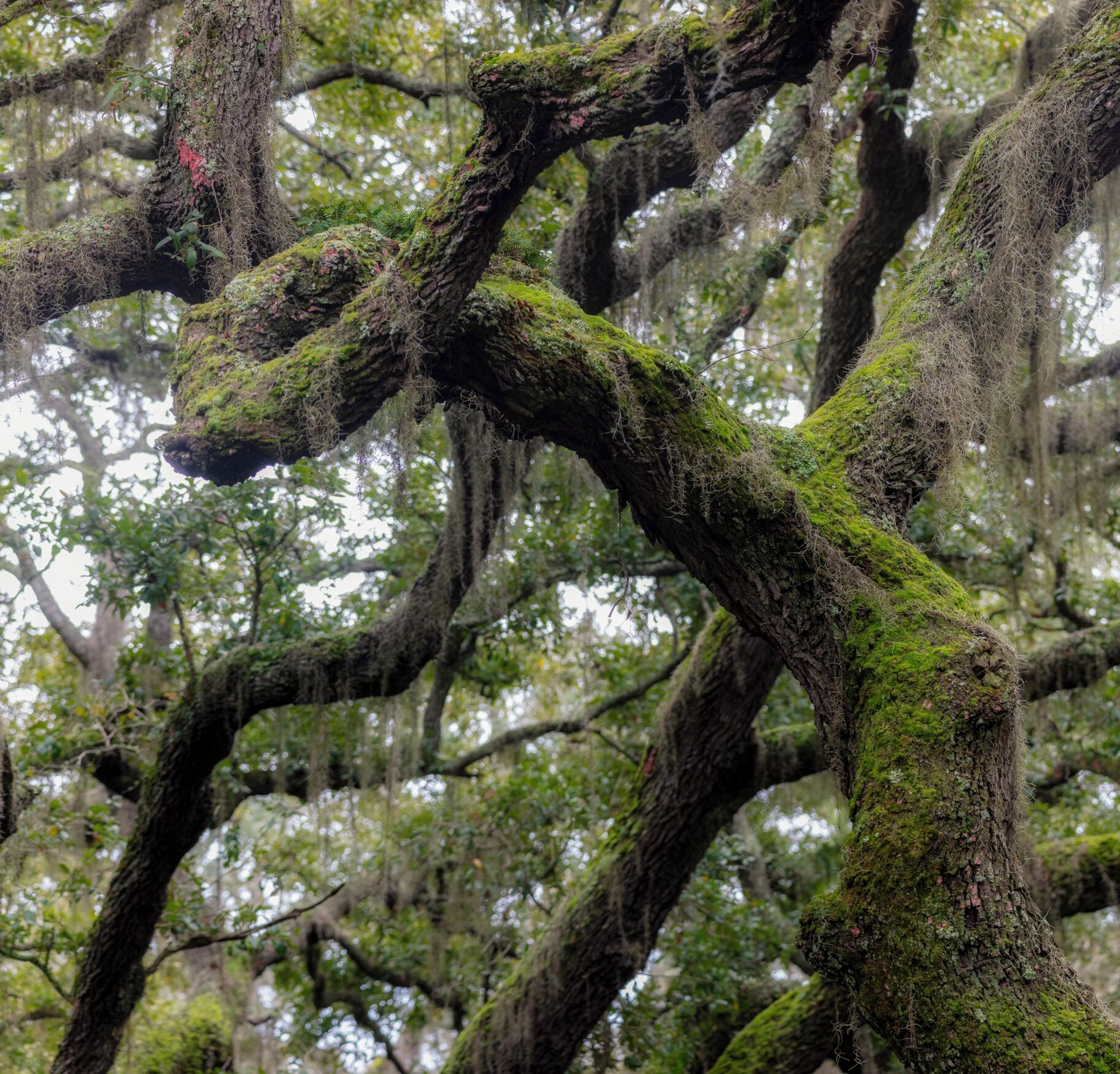 Walking off the island I started to just snap any limb that seemed to defy logic and gravity. This was one, probably as old as the island. These trees seemed to climb out and spread then all the sudden change directions completely and grow another way. 