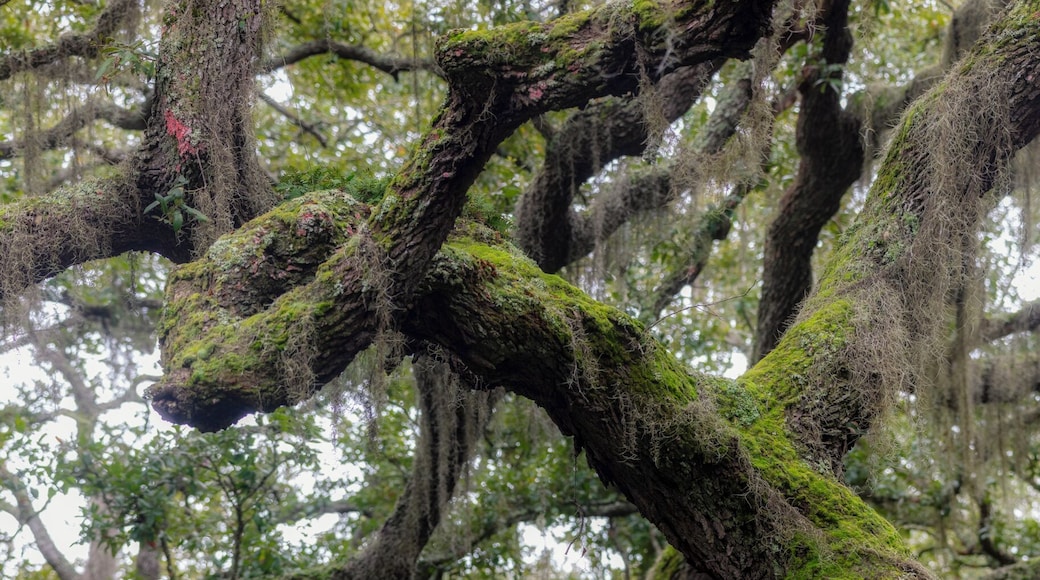 Walking off the island I started to just snap any limb that seemed to defy logic and gravity. This was one, probably as old as the island. These trees seemed to climb out and spread then all the sudden change directions completely and grow another way.