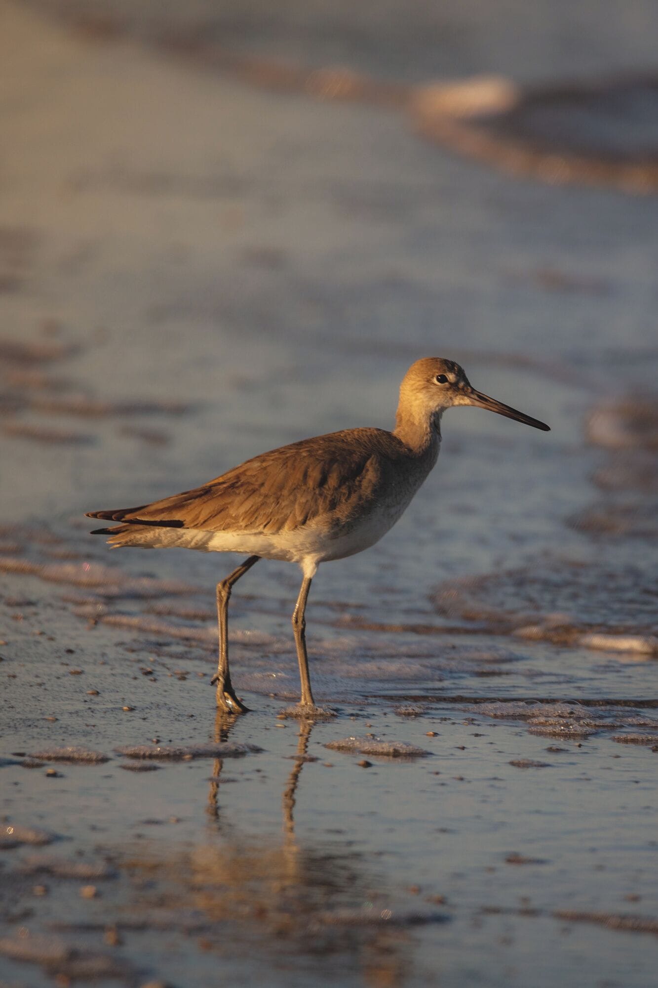 I am going to go with this is a Marbled godwit. Cumberland Island National Seashore lives up to its name and for wildlife photographers the island offers so much more than just horses. 