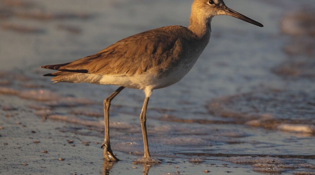 I am going to go with this is a Marbled godwit. Cumberland Island National Seashore lives up to its name and for wildlife photographers the island offers so much more than just horses.