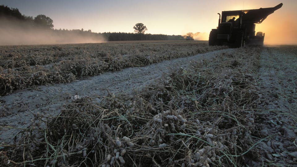 A tractor in a field with frost-covered crops during sunrise.