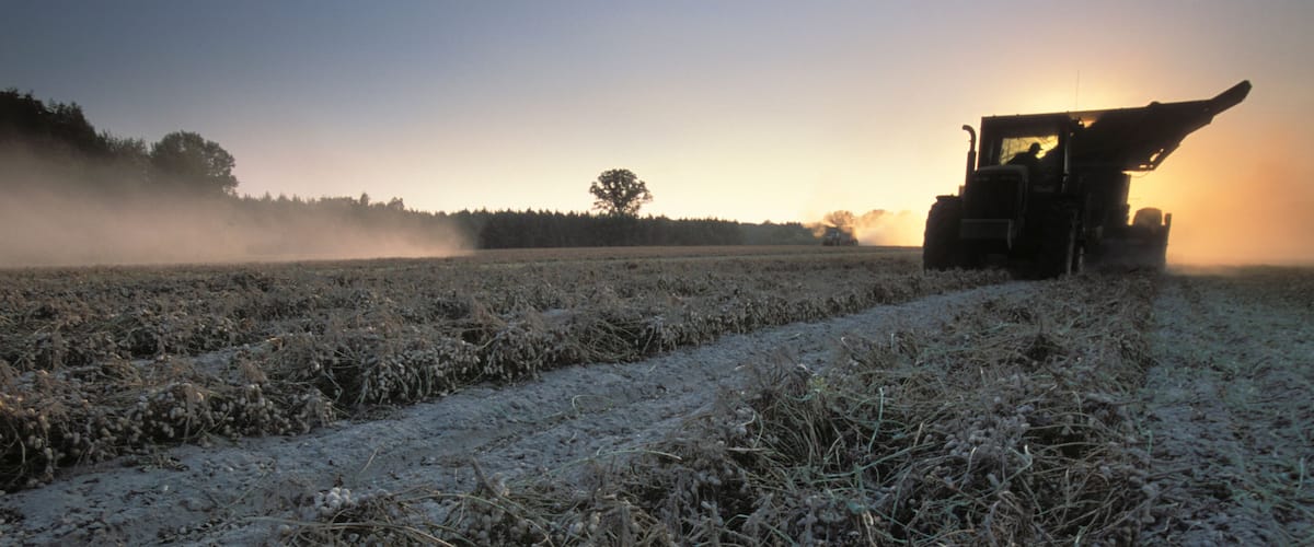 A tractor in a field with frost-covered crops during sunrise.