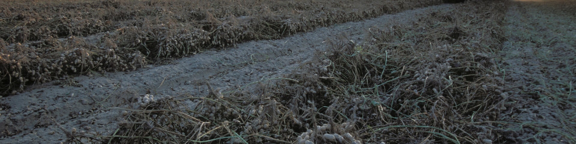 A tractor in a field with frost-covered crops during sunrise.