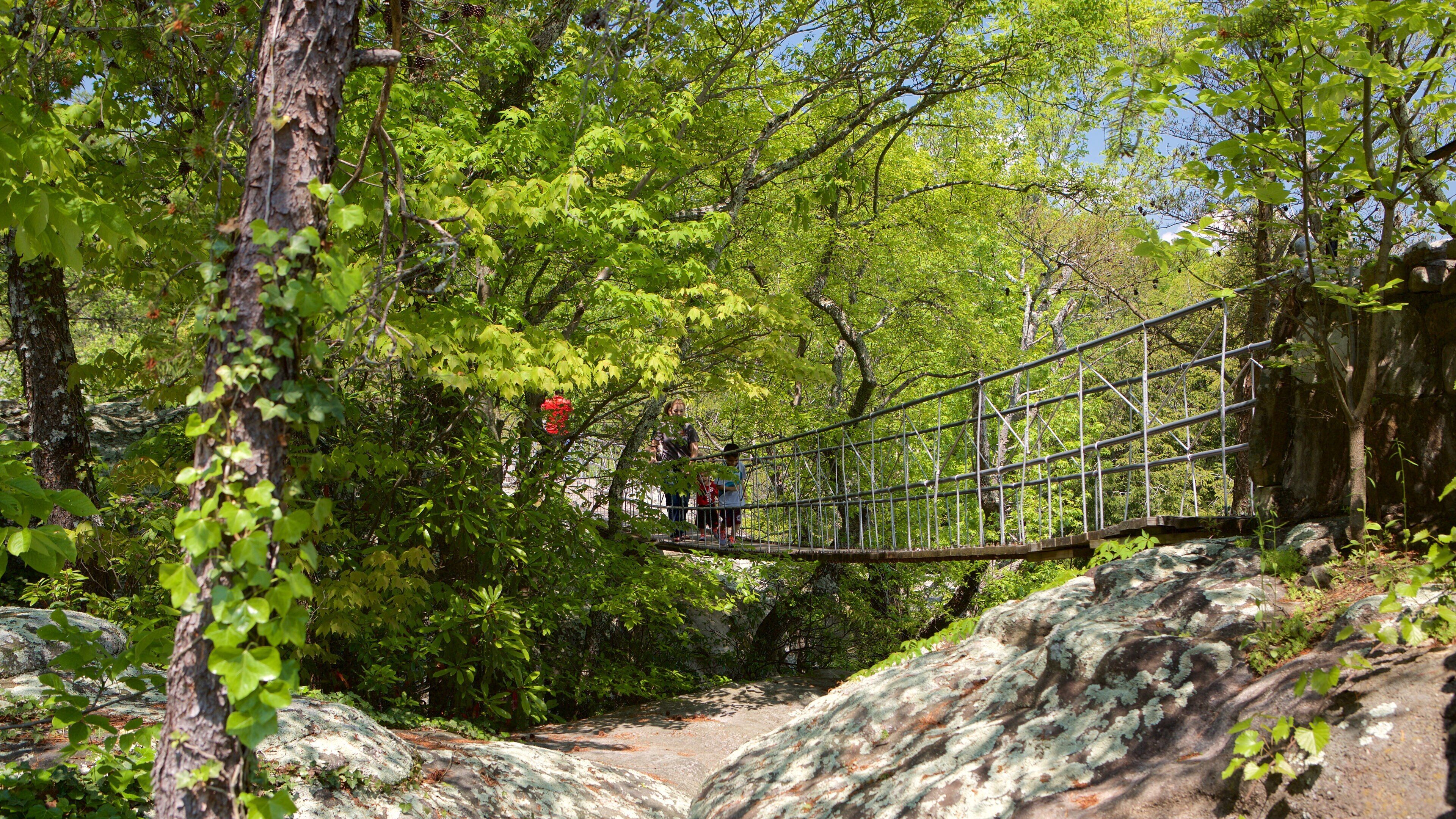 Lookout Mountain que incluye un puente y escenas forestales