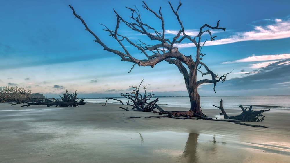 A barren tree on a beach with calm water in the background.