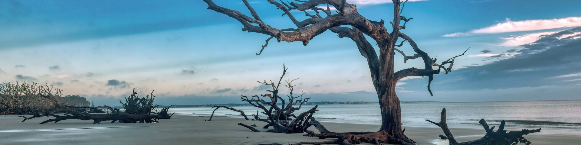 Un árbol seco en la playa, con agua tranquila al fondo.