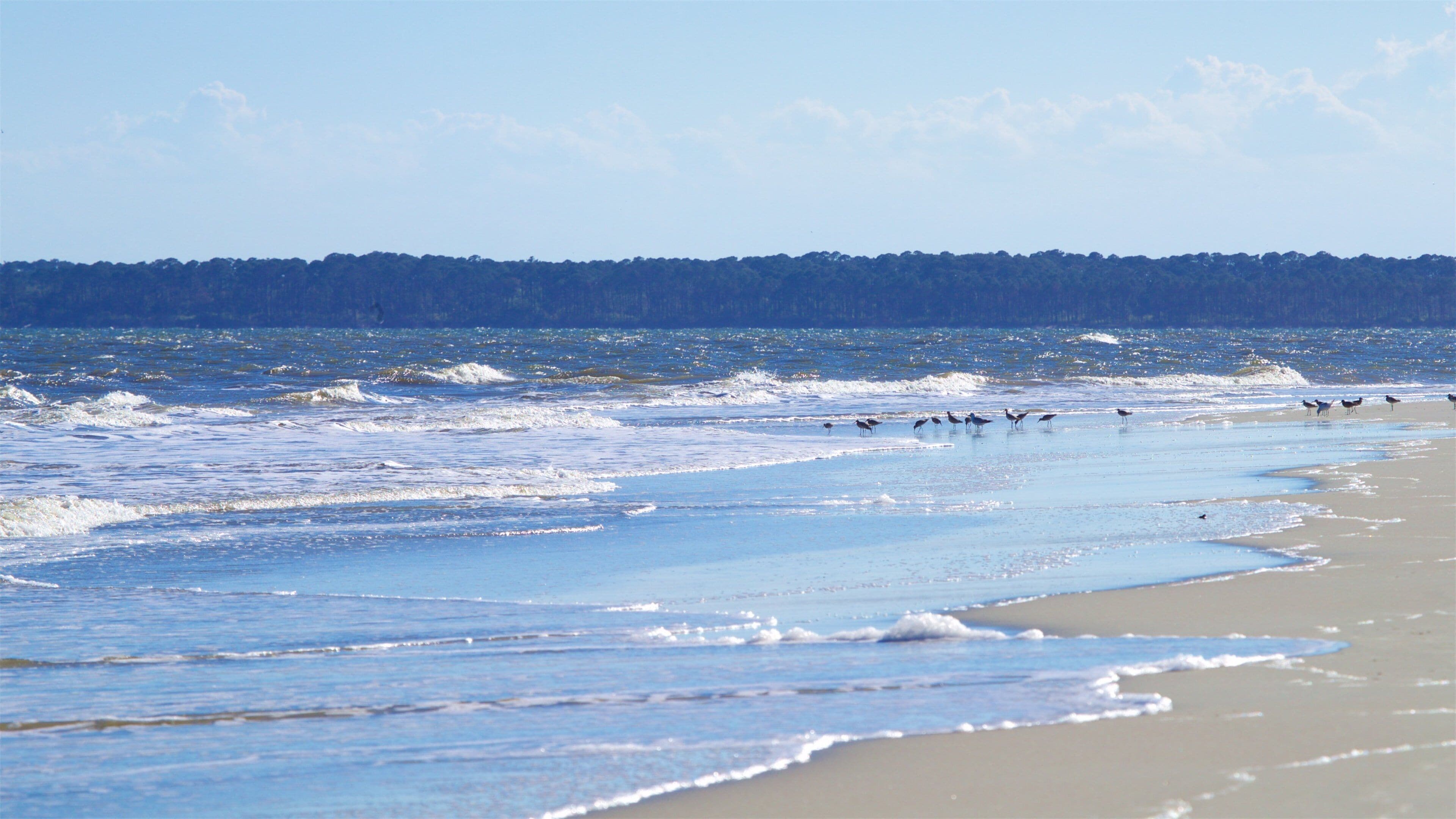 Una playa con olas y una fila de aves en la orilla.