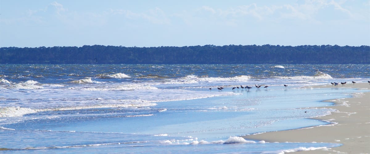 Una playa con olas y una fila de aves en la orilla.