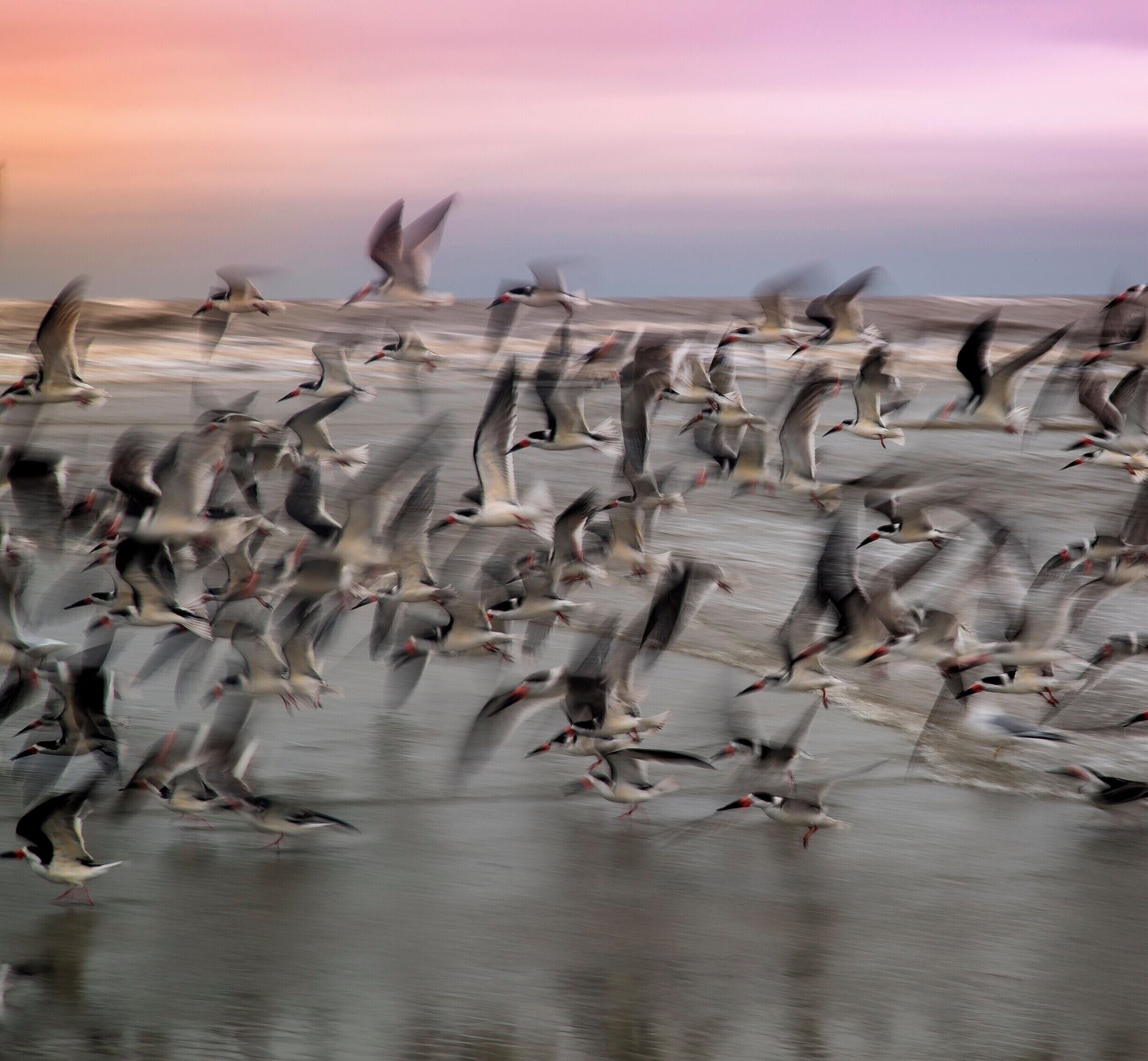 I'm at St Simons Island for a couple days. I came across these birds, no idea what kind they are.