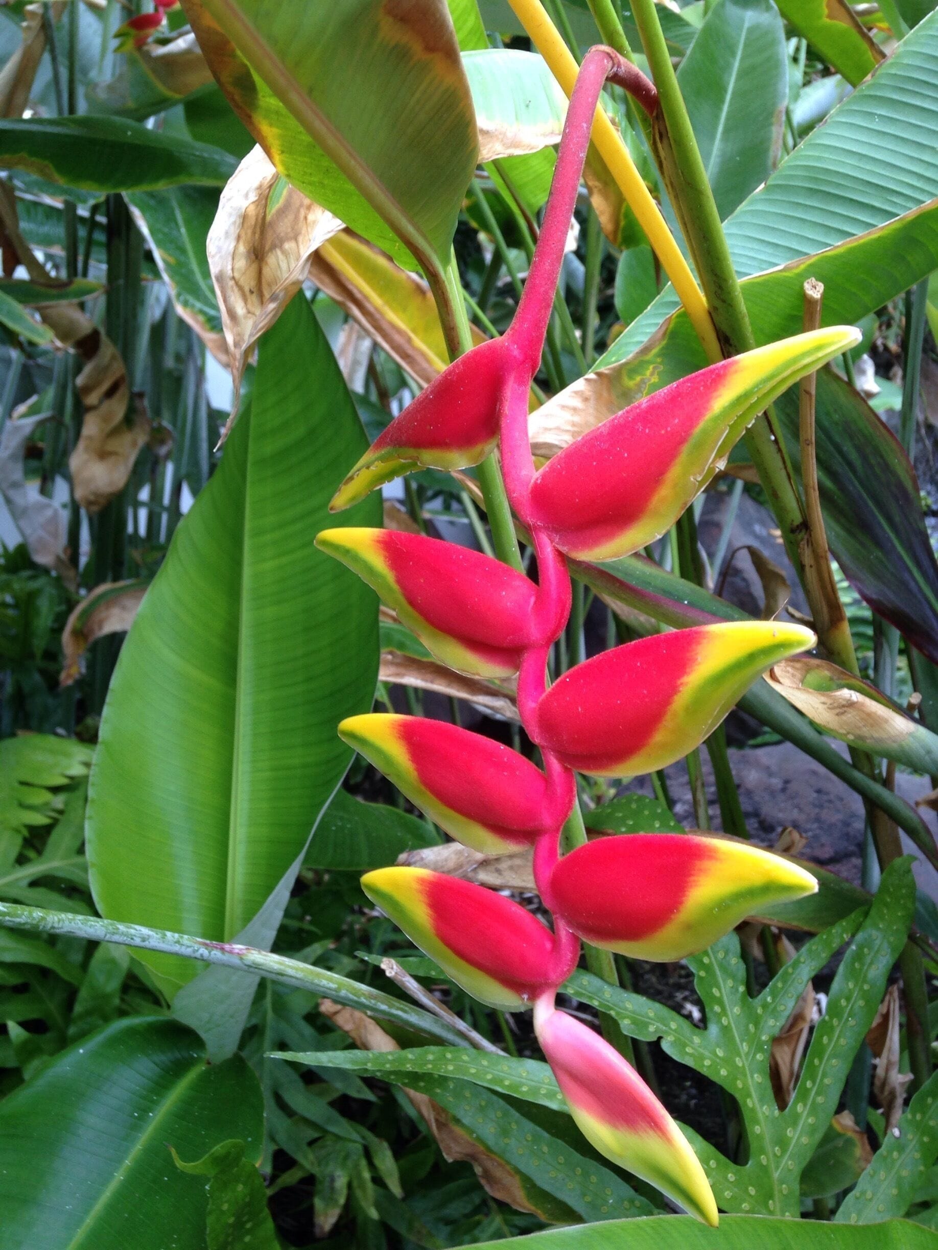 Some beautiful Hawaiian plants and flowers at our resort in Kona on the west coast of the Big Island.