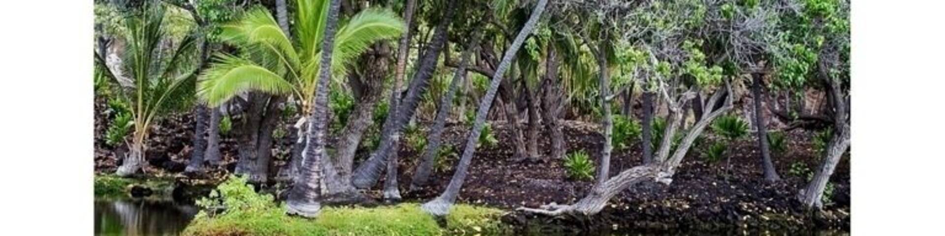 Nearby the resort you'll find these charming little fish ponds and trails, perfect for a relaxing stroll.