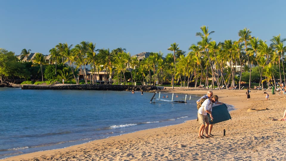 A beach with palm trees, a sandy shore, and a calm sea.
