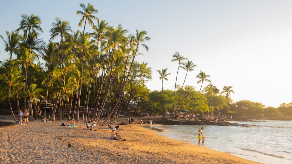A beach with palm trees and people relaxing.
